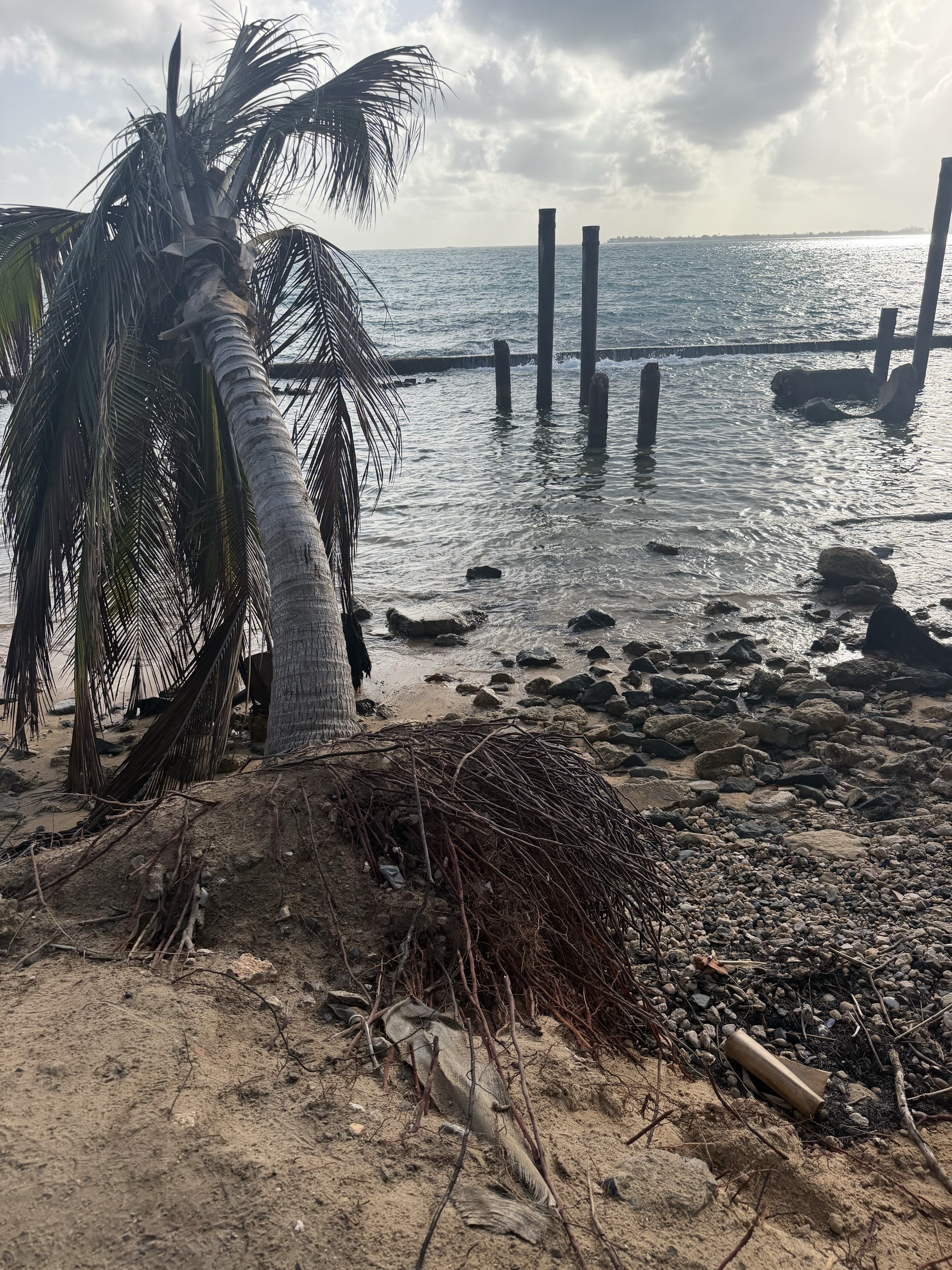 Palm with exposed roots on the shoreline